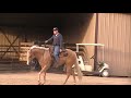 Trf Mellow Yellow PHBA AQHA for sale