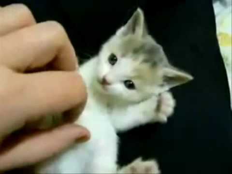 Kitten Video