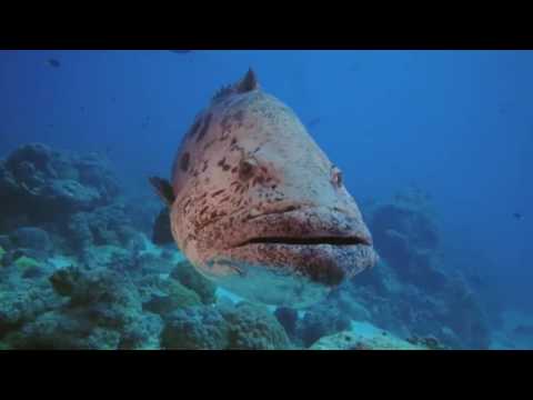 海底世界 3D (粵語版) (Under the Sea 3D)電影預告