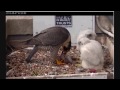 feeding time