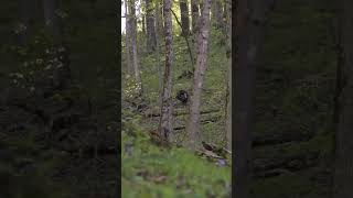 Boss Gobbler Spitting And Drumming Spring Turkey Hunting