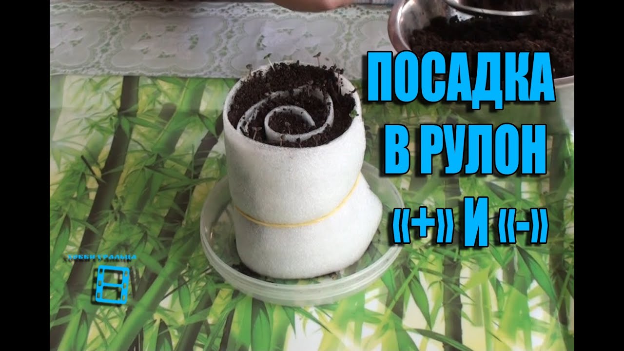 Как выращивать рассаду в торфяных Как выращивать рассаду в торфяных
