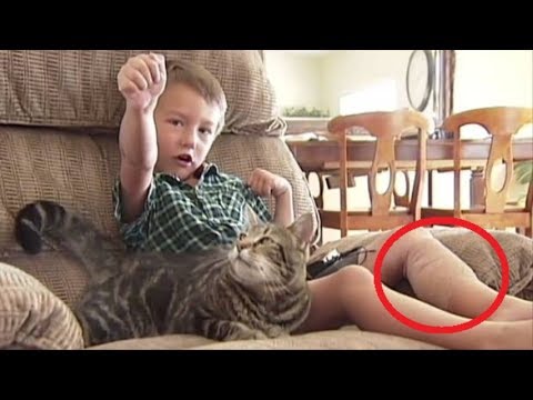 Cat Protects Child From Dog Attack Video Cat Protects Child From Dog Attack Video