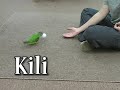 parrot