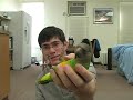 parrot