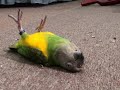 parrot