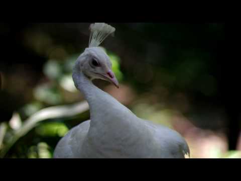 珍しい白孔雀（Rare white peacock）