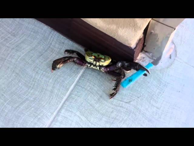 ‘Gansta’ Crab Holds A Knife - Video