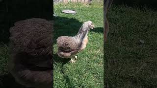 Mavi Yumurtacı Araucana Silver Gümüş Boyun