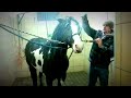 "Prince of Palomino" - American Paint Horse - 1