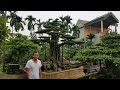 SH.2488.Mời các Bác giao lưu với nhà vườn Nguyễn Thủy, xã Tích Giang Phúc Thọ, Hà Nội.
