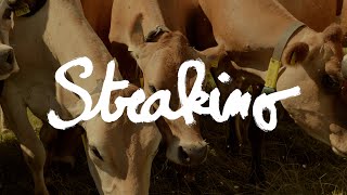 Archipel & Urstrom Kaese Strakino