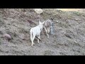 Donkey Slamming His Huge Genitals on the Ground (Tajikistan, August 2016)