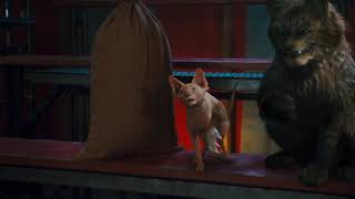 The Revenge Of Kitty Galore Kitty Galores Plan