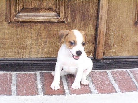 puppies for sale in rock ar terrier puppies for sale in jacksonville arkansas ar puppies for sale in rock ar terrier puppies for sale in jacksonville arkansas ar