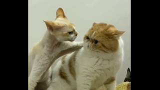 Watching Funny Animals Compilation | Funniest Animals 2020 #50