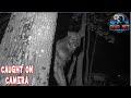 10 Real Werewolf Encounters: Caught on Camera? You Decide!