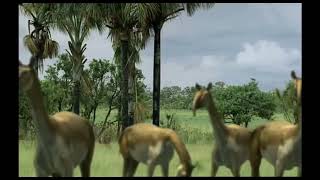 Trilogy Of Life - Walking With Beasts - Macrauchenia. M