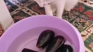 Molly Cute Lagi Main Kan Terong Di Wadah Pake Air