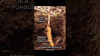 The Fungus That Once Walked