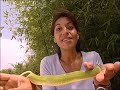 C'est pas sorcier -SERPENTS : DES REPTILES QUI ONT DU CHARME