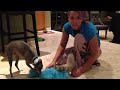 Peach Vlog #2: Naughty Puppy is Naughty