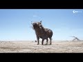 Pumbaa and Timon meet Simba Scene - THE LION KING (2019)