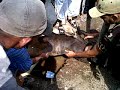 Suhada Kurban Nawi_ustad Riduan Potong Sapi Korban images Suhada Kurban Nawi_ustad Riduan Potong Sapi Korban