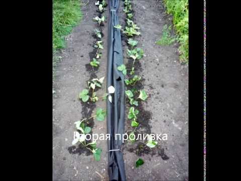 Лотос цветок в египте Лотос цветок в египте