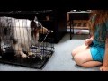 BluemerleSheltie