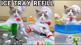 The Ultimate Ice Tray Refill Challenge With Puff! 🧊🐱