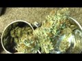Medical Marijuana 2x4 Scrog Grow tent - Harvest & Strain Review