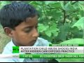 Cheated out of Childhood: Hidden cam exposes plantation abuse