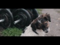 Chiens Sauvages Video preview