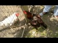 Asil (chicken)
