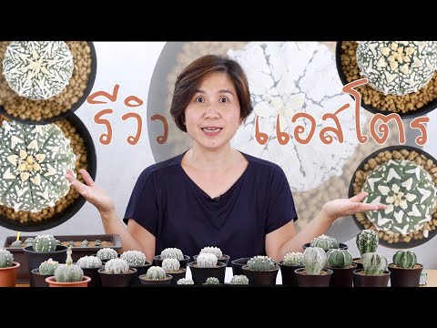 รีวิวแอสโตร Astrophytum กระบองเพชรที่ไม่มีหนาม | Cactus Journey EP.91