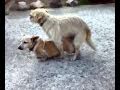 Lapo in azione
