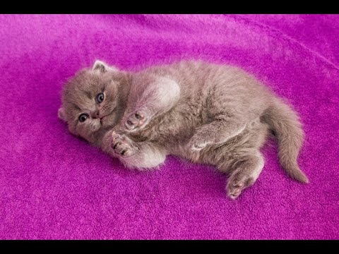 Уход за британцами котята Уход за британцами котята