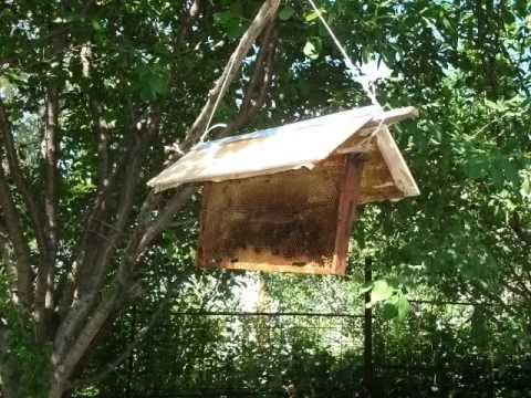 Как сделать ловушку для пчел Как сделать ловушку для пчел