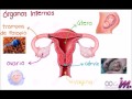 Aparato reproductor femenino