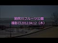 笛吹川フルーツ公園 お花見（桃・桜） 2012.04.12