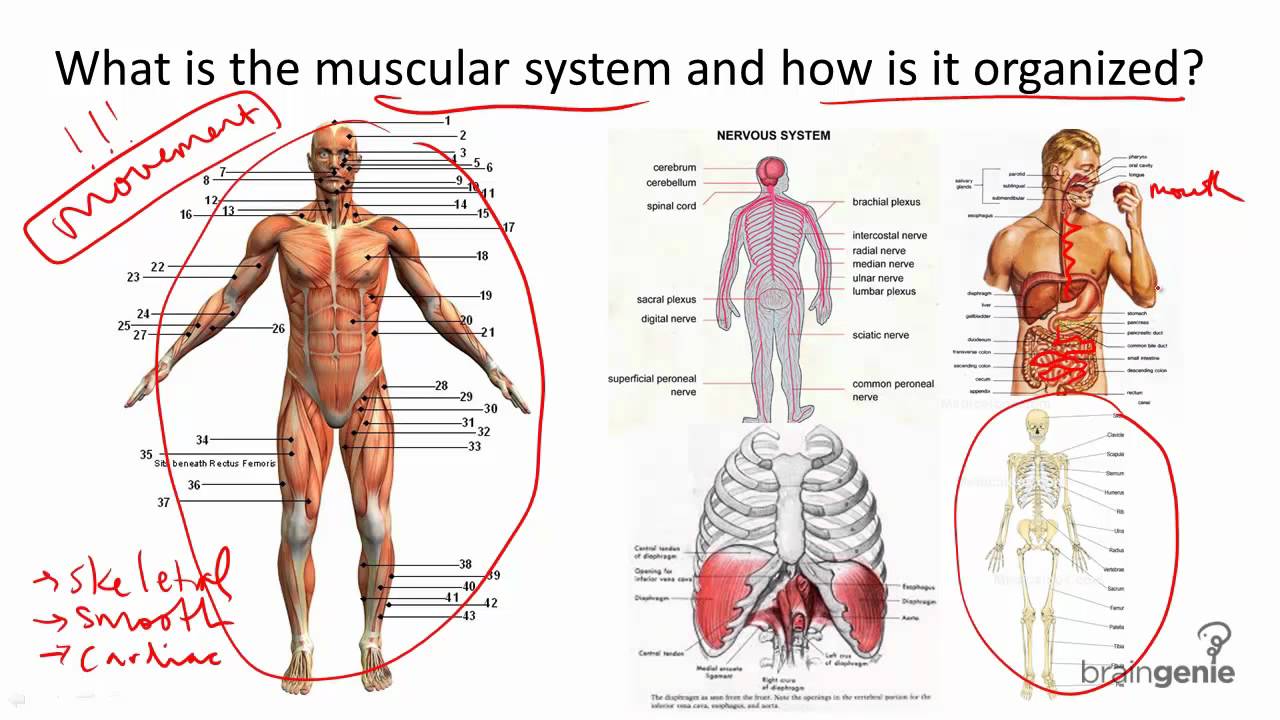 8.4 Muscular System Structure and Function - YouTube