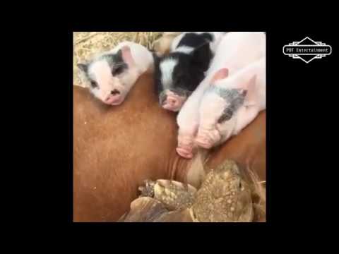 The best funny animals videos - Video tổng hợp những khoảnh khắc đáng yêu nhất của động vật - Part 8