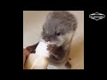 The best funny animals videos - Video tổng hợp những khoảnh khắc đáng yêu nhất của động vật - Part 8