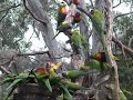 Rainbow Lorikeets Feeding Frenzy AMAZING WILDLIFE Most Exotic Parrots Enjoy EPIC Meal!