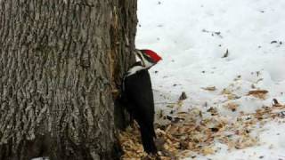 Woodpecker pecking Woodpecker pecking