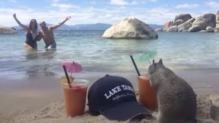 try not to laugh best funny fails compilation funny videos (2019)