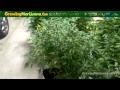 Marijuana Plant In Week 4 Of Flower - Foliar Feeding Cannabis With Water