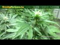 Marijuana Plant In Week 4 Of Flower - Foliar Feeding Cannabis With Water