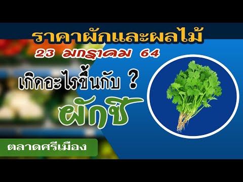 ราคาผักชี เกิดอะไรขึ้น ??? | ราคาผักวันนี้ ตลาดศรีเมือง 23 มกราคม 2564